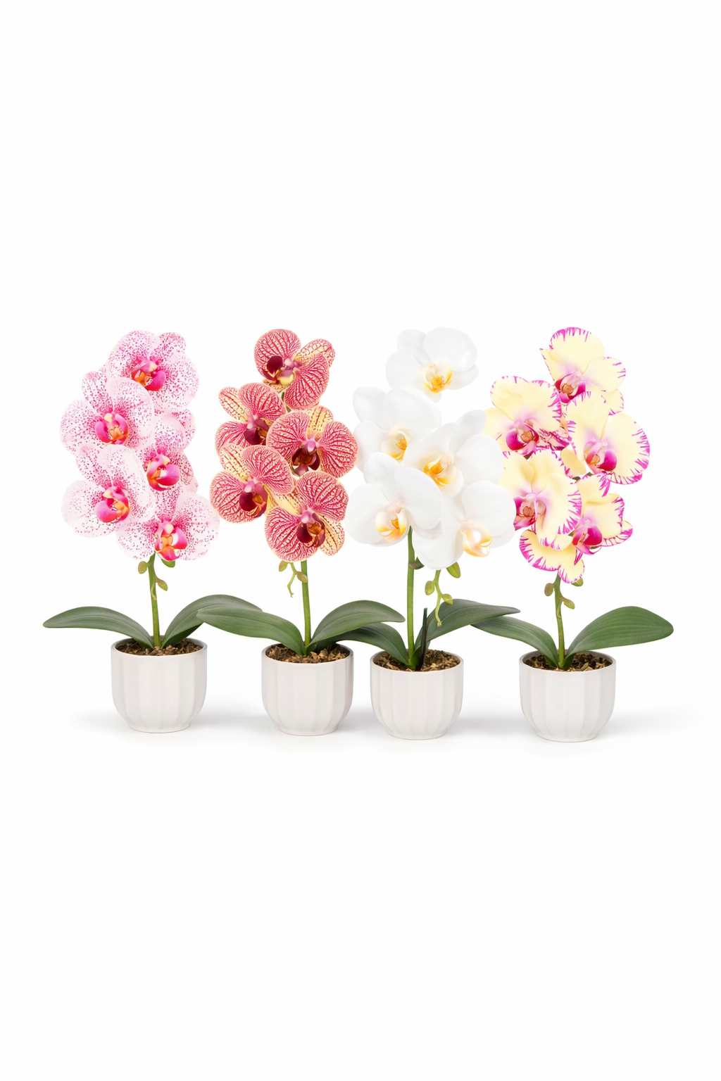 Pachet: 2 x Orhidee cu aspect natural în ghiveci ceramic, 42 cm, diverse culori ❘ D6881 / D6880 / D6879 / D6882