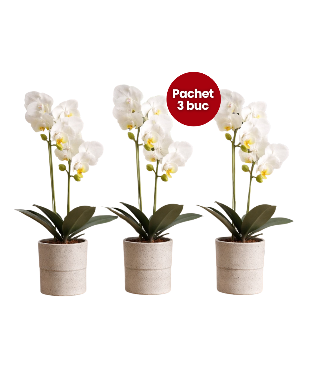 Pachet: 3 x Orhidee cu aspect natural în ghiveci ceramic, 35 cm, diverse culori ❘ D4849