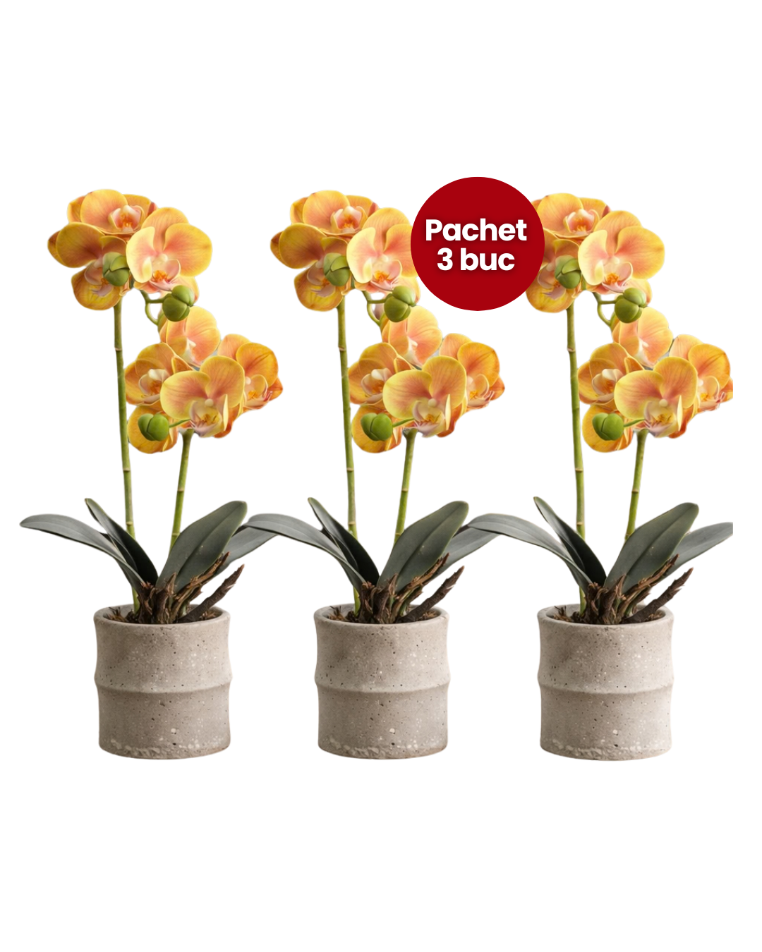 Pachet: 3 x Orhidee cu aspect natural în ghiveci ceramic, 35 cm, diverse culori ❘ D4849
