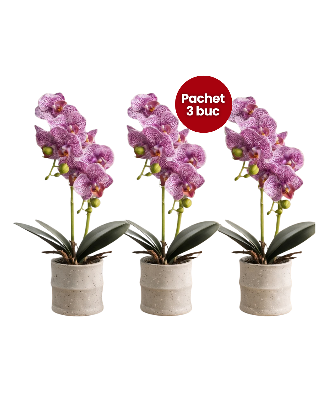 Pachet: 3 x Orhidee cu aspect natural în ghiveci ceramic, 35 cm, diverse culori ❘ D4849