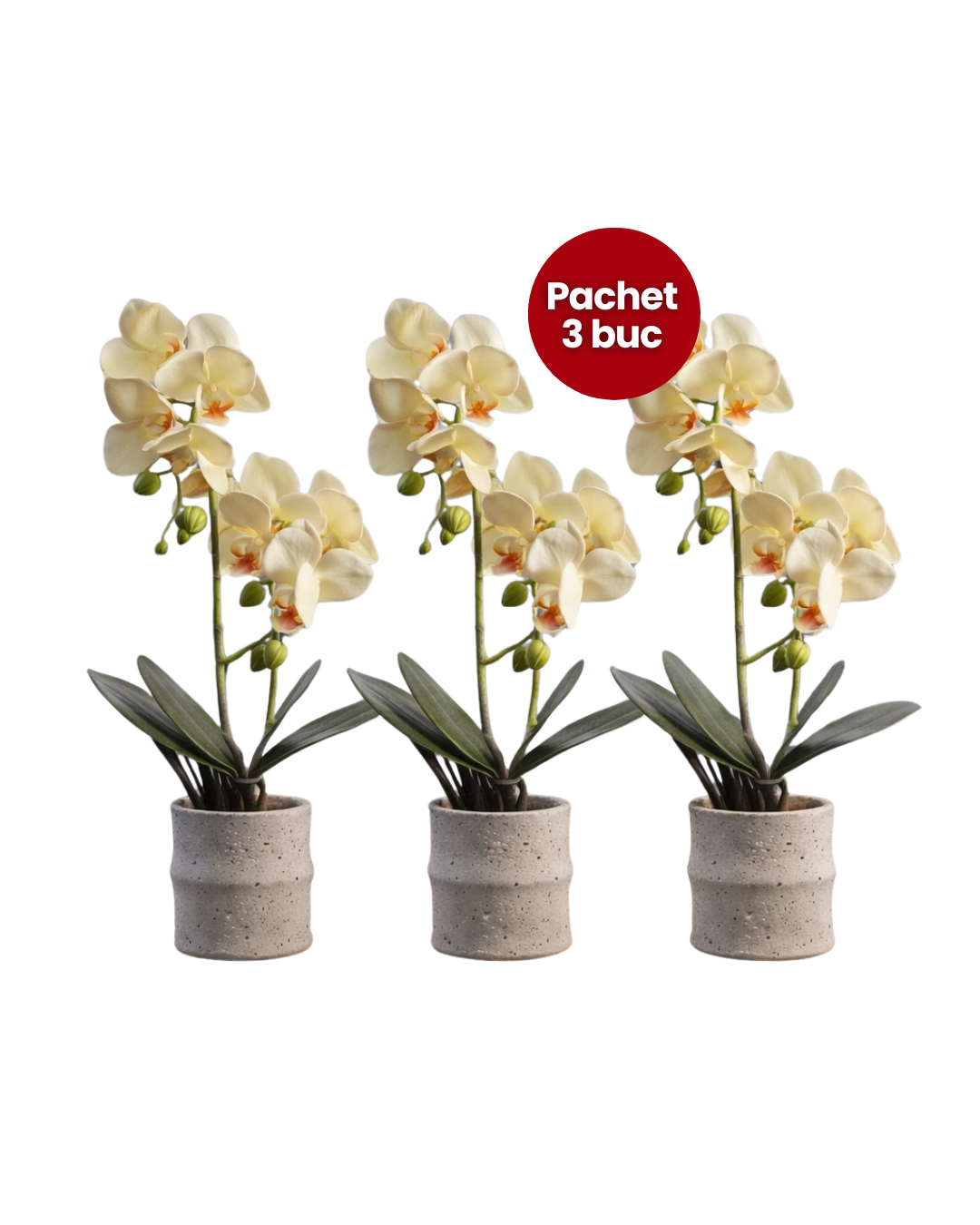 Pachet: 3 x Orhidee cu aspect natural în ghiveci ceramic, 35 cm, diverse culori ❘ D4849