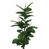 Plantă artificială, fără ghiveci, tip Ficus, Naimeed, 1.65m, Verde | D4286.FG