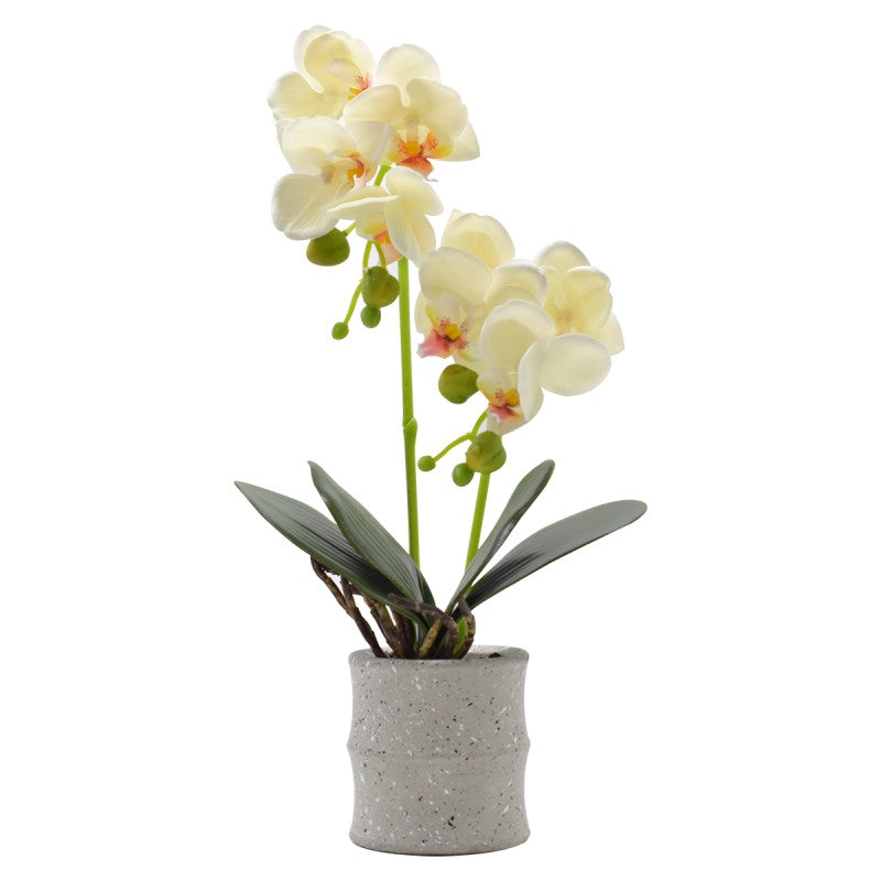 Pachet: 3 x Orhidee cu aspect natural în ghiveci ceramic, 35 cm, diverse culori ❘ D4849