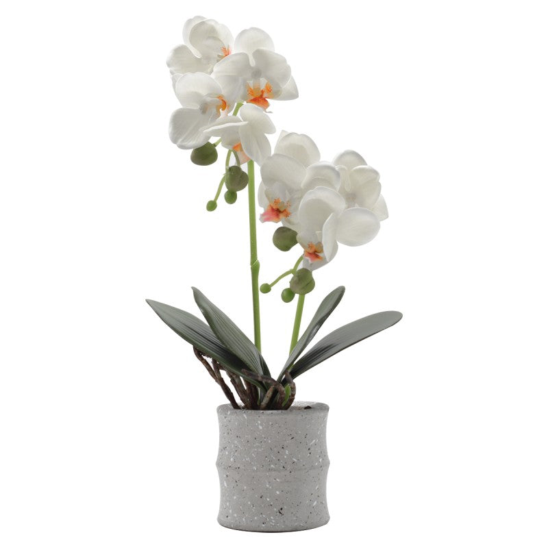 Pachet: 3 x Orhidee cu aspect natural în ghiveci ceramic, 35 cm, diverse culori ❘ D4849
