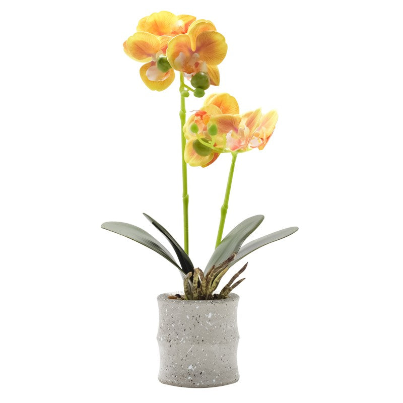 Pachet: 3 x Orhidee cu aspect natural în ghiveci ceramic, 35 cm, diverse culori ❘ D4849