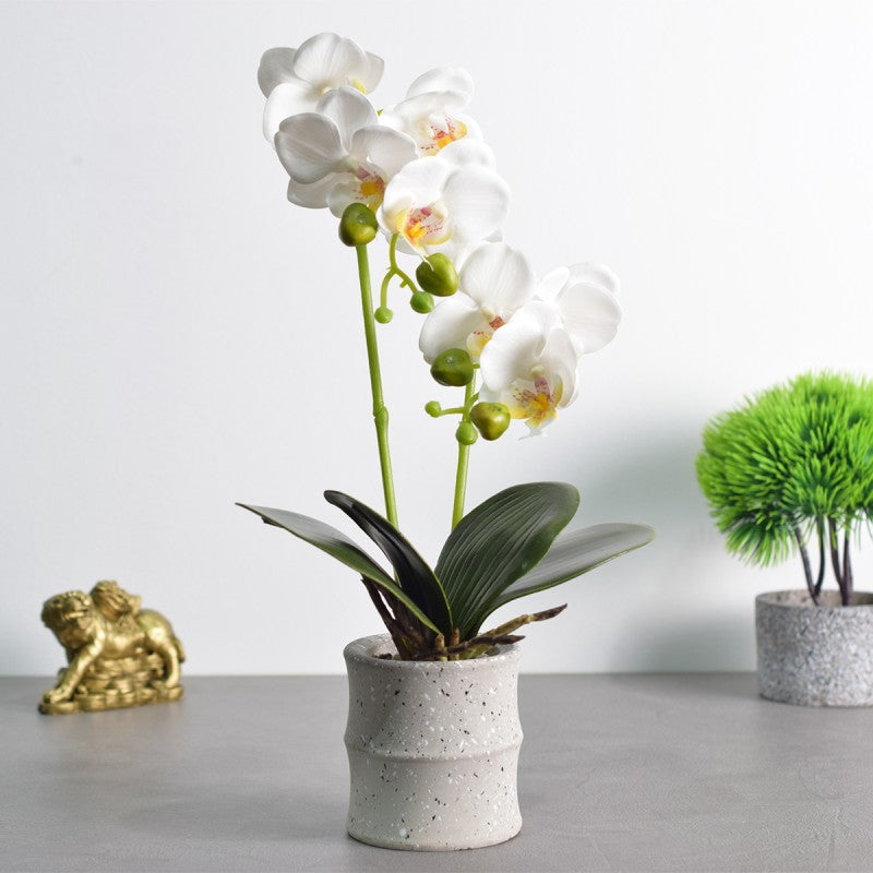 Pachet: 3 x Orhidee cu aspect natural în ghiveci ceramic, 35 cm, diverse culori ❘ D4849