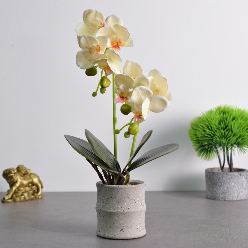 Pachet: 3 x Orhidee cu aspect natural în ghiveci ceramic, 35 cm, diverse culori ❘ D4849