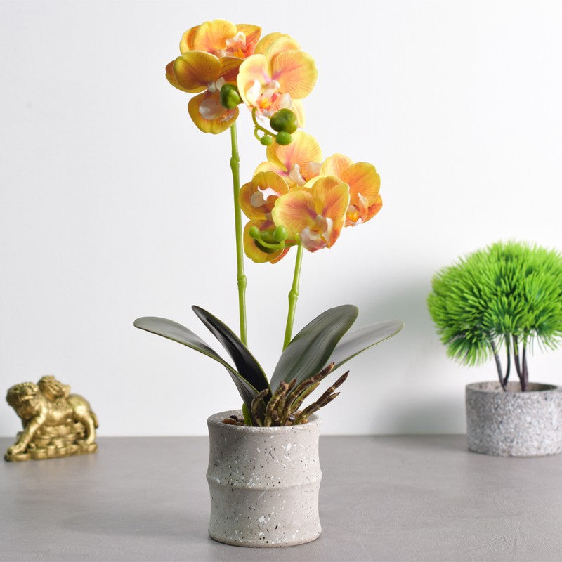 Pachet: 3 x Orhidee cu aspect natural în ghiveci ceramic, 35 cm, diverse culori ❘ D4849