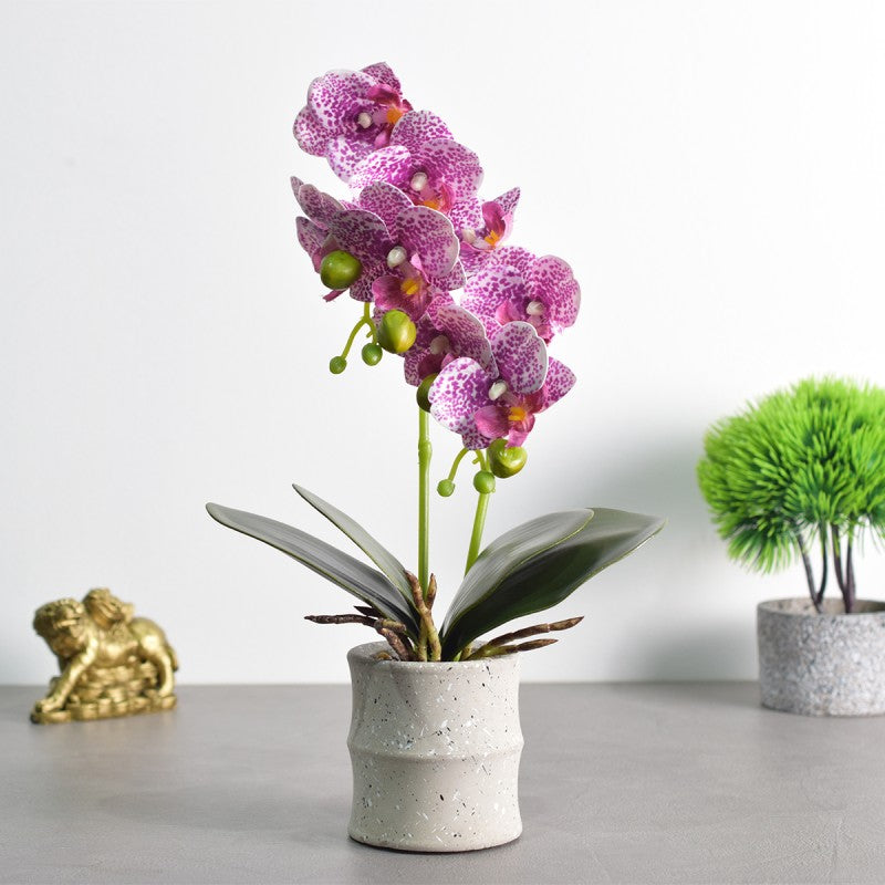 Pachet: 3 x Orhidee cu aspect natural în ghiveci ceramic, 35 cm, diverse culori ❘ D4849