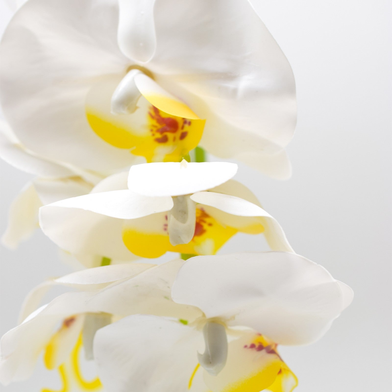 Set: 2 x Orhidee cu aspect natural în ghiveci ceramic, 36 cm, diverse culori ❘ D4850