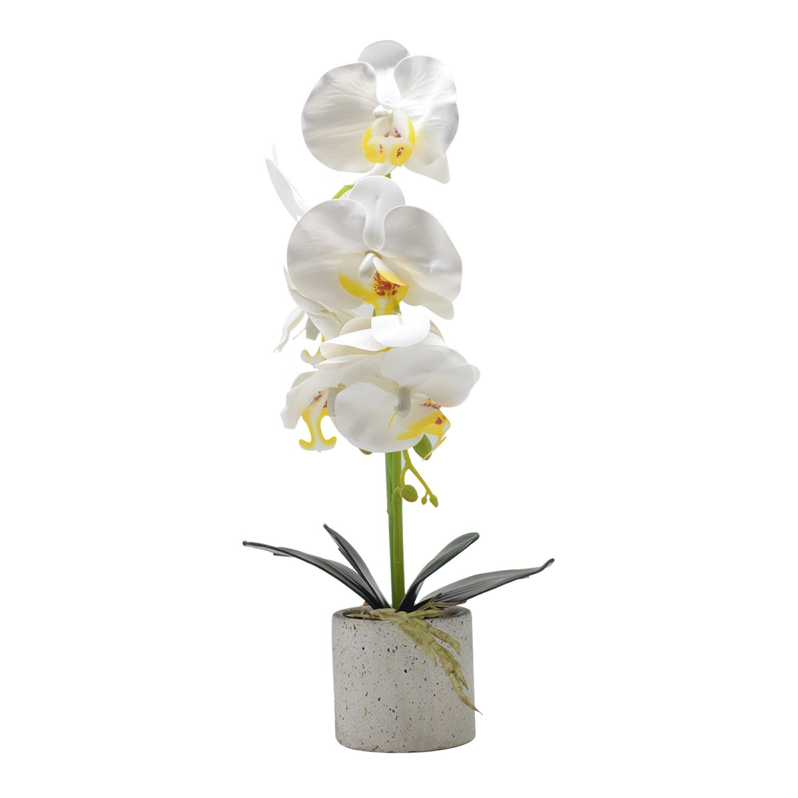 Set: 2 x Orhidee cu aspect natural în ghiveci ceramic, 36 cm, diverse culori ❘ D4850