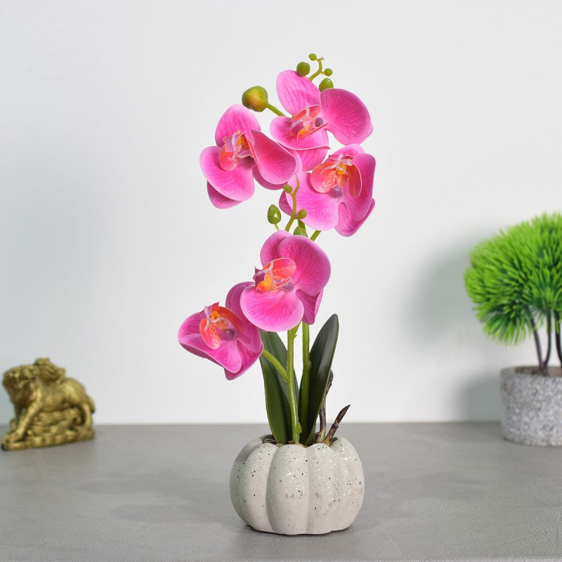 Pachet: 3 x Orhidee cu aspect natural în ghiveci ceramic, 30 cm, diverse culori ❘ D4856