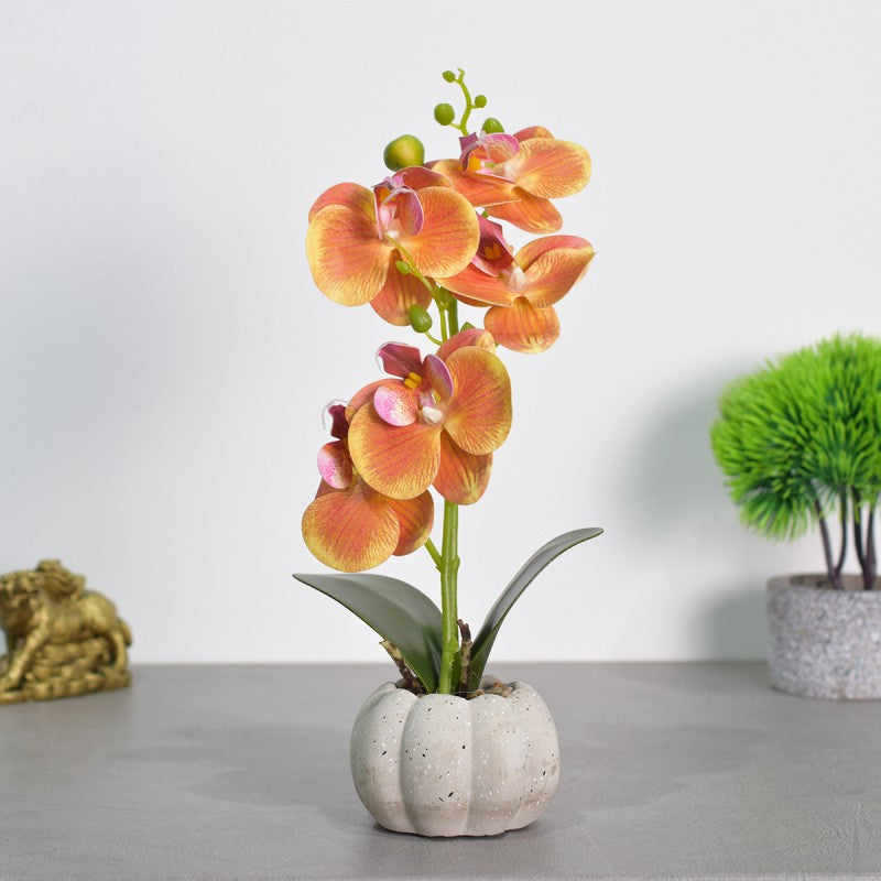 Pachet: 3 x Orhidee cu aspect natural în ghiveci ceramic, 30 cm, diverse culori ❘ D4856