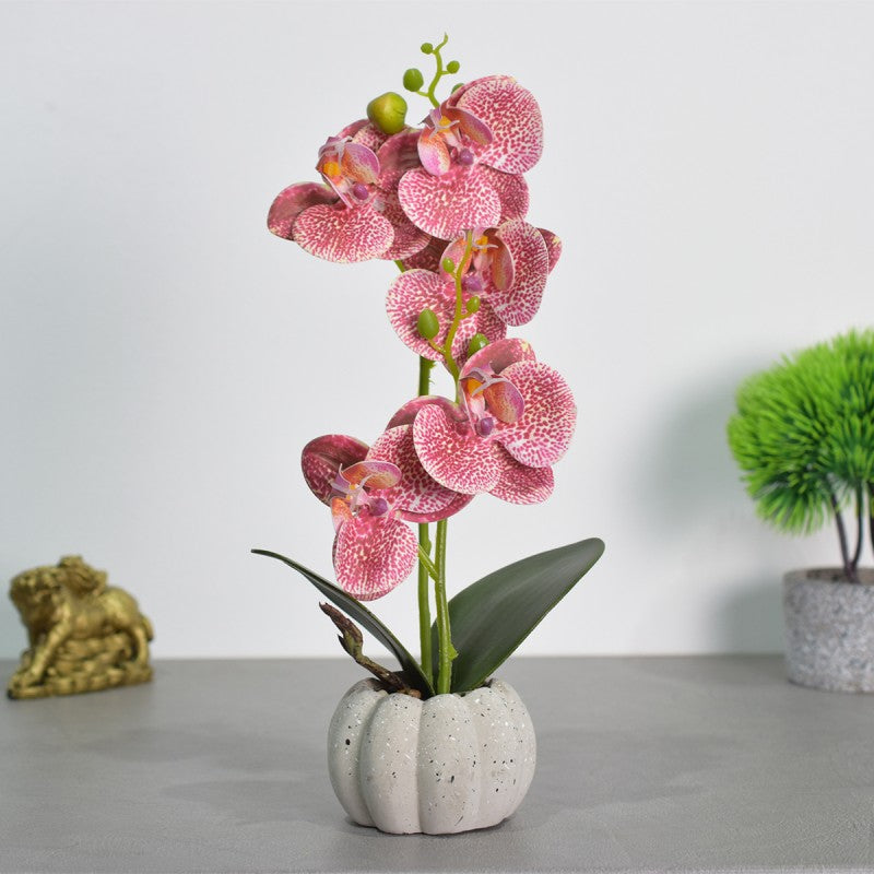 Pachet: 3 x Orhidee cu aspect natural în ghiveci ceramic, 30 cm, diverse culori ❘ D4856
