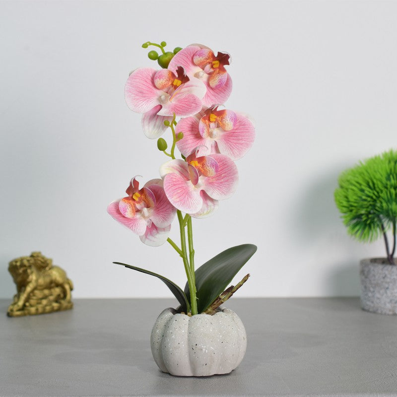 Pachet: 3 x Orhidee cu aspect natural în ghiveci ceramic, 30 cm, diverse culori ❘ D4856