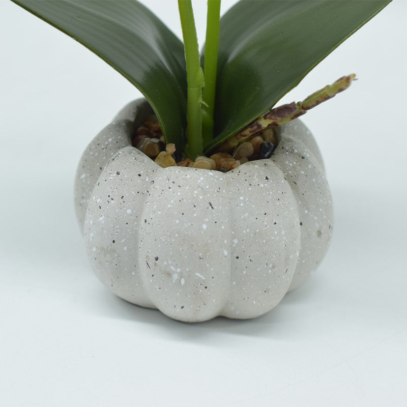Pachet: 3 x Orhidee cu aspect natural în ghiveci ceramic, 30 cm, diverse culori ❘ D4856