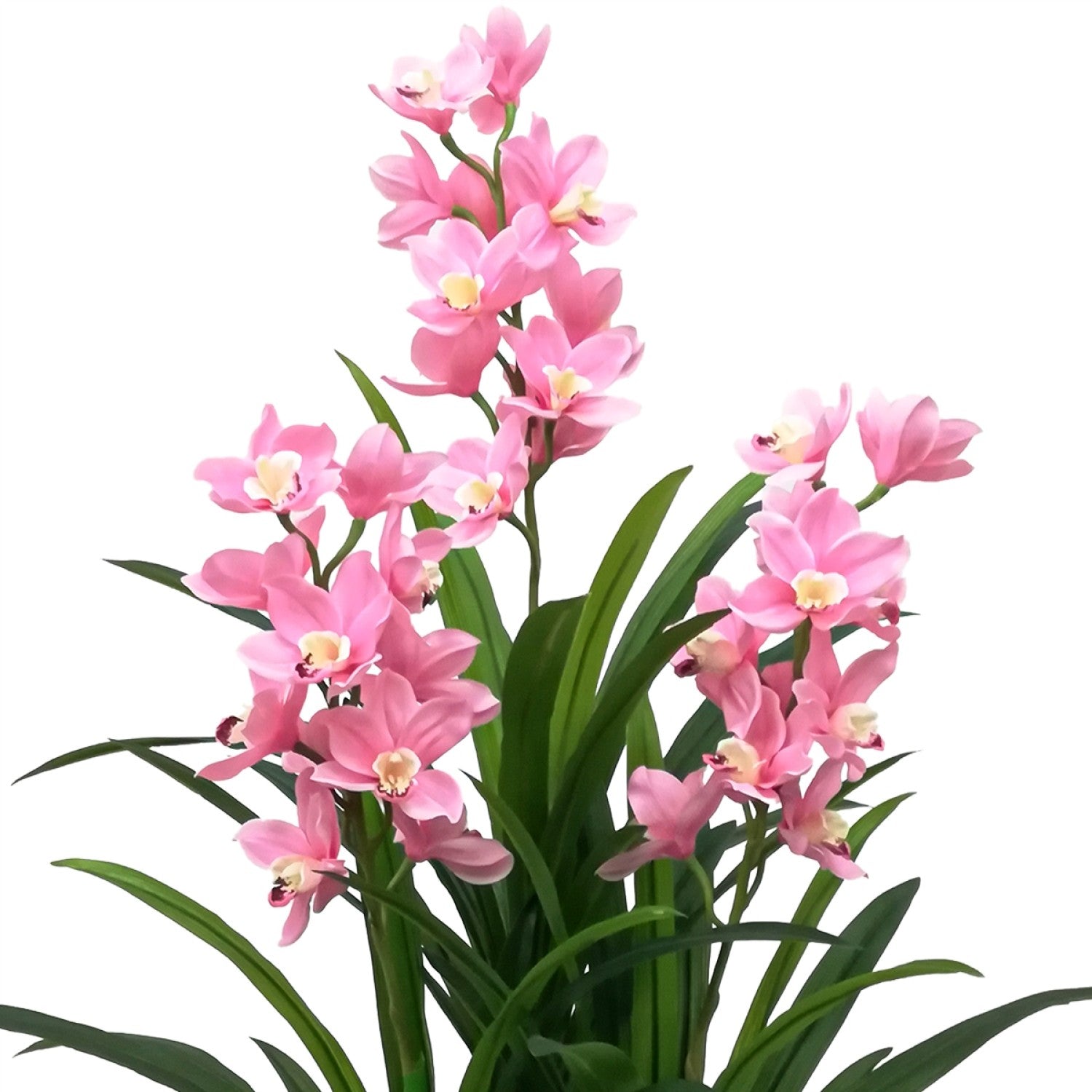 Orhidee barcă fără ghiveci, 120x100 cm, Alb/Roz ❘ D5620