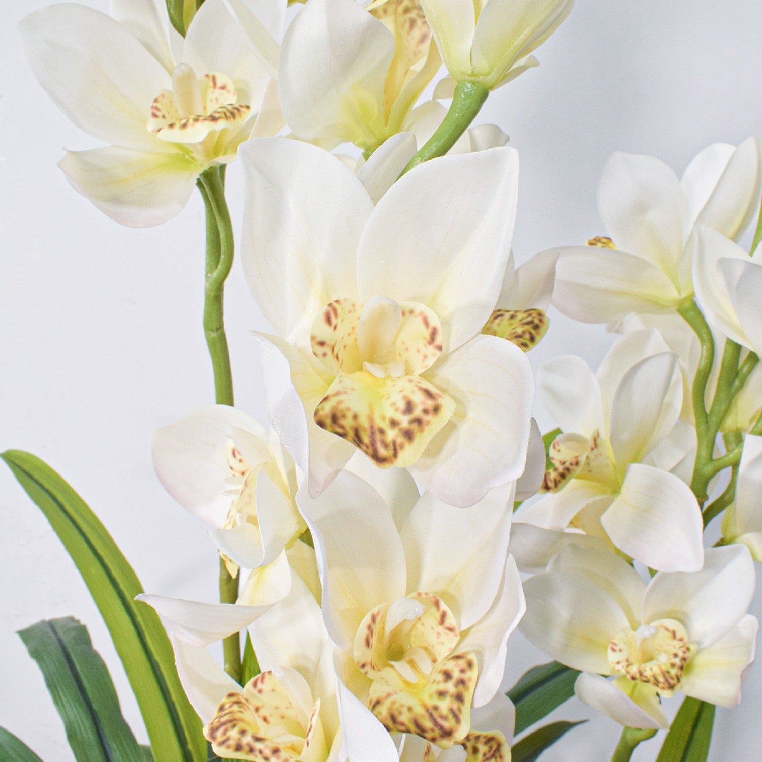 Orhidee barcă fără ghiveci, 120x100 cm, Alb/Roz ❘ D5620