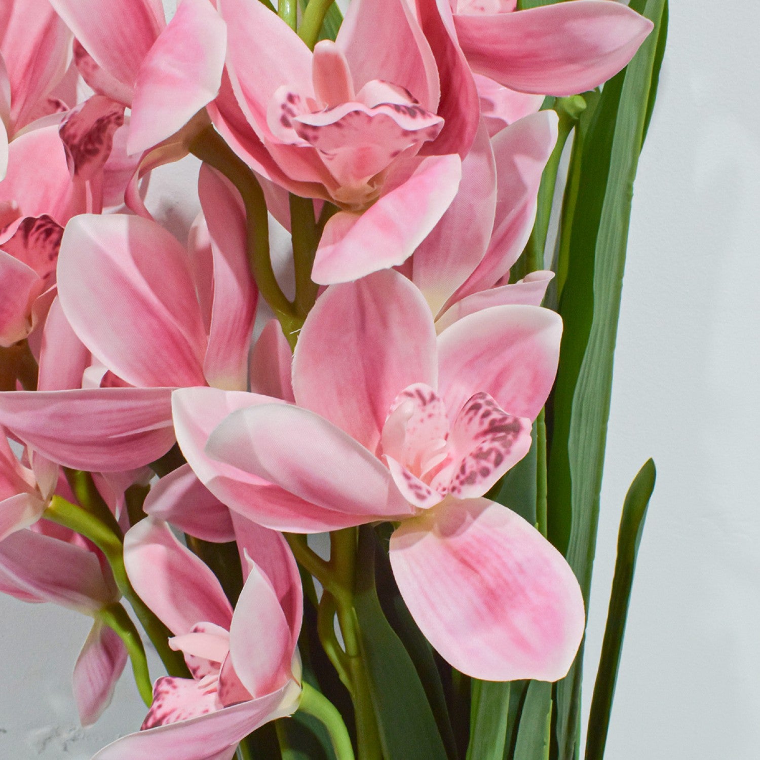 Orhidee barcă fără ghiveci, 120x100 cm, Alb/Roz ❘ D5620