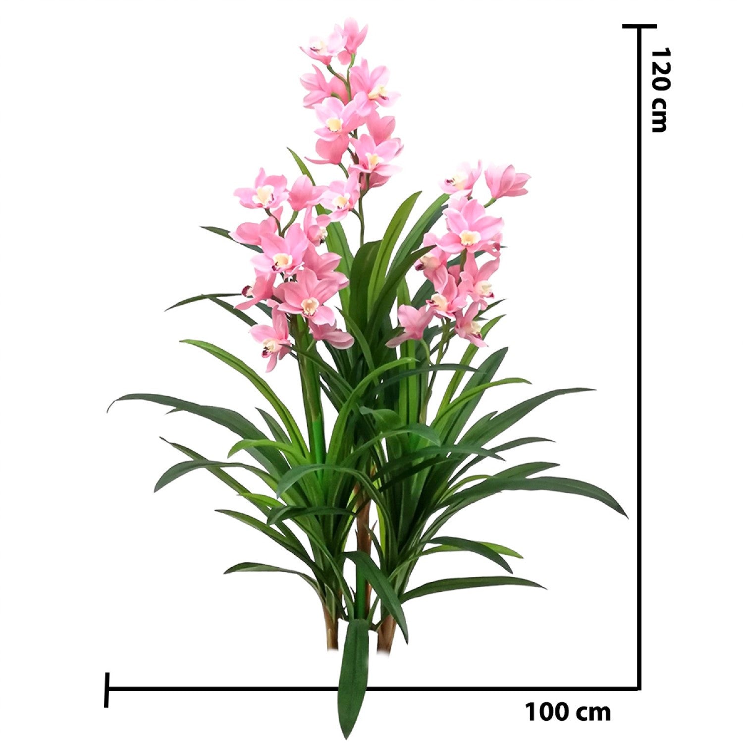 Orhidee barcă fără ghiveci, 120x100 cm, Alb/Roz ❘ D5620