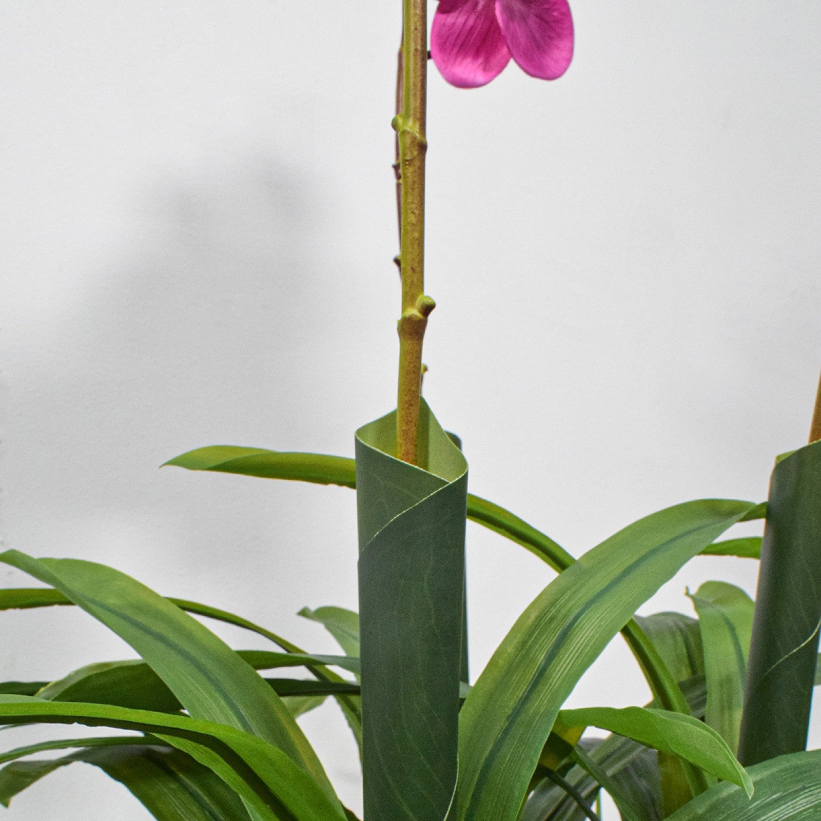 Orhidee molie fără ghiveci, 100x84 cm, Alb/Roz/Portocaliu ❘ D5621