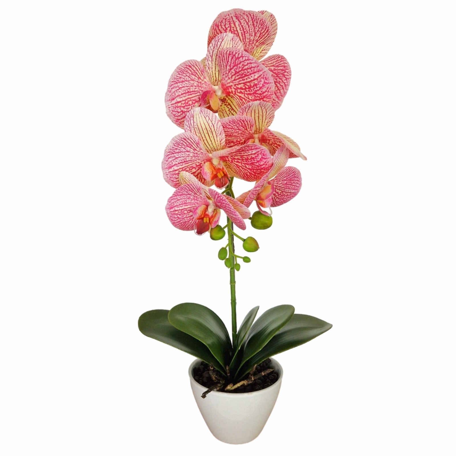 Orhidee cu aspect natural în ghiveci ceramic, 46 cm, diverse culori ❘ D5820