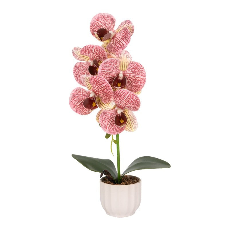 Pachet: 2 x Orhidee cu aspect natural în ghiveci ceramic, 42 cm, diverse culori ❘ D6881 / D6880 / D6879 / D6882