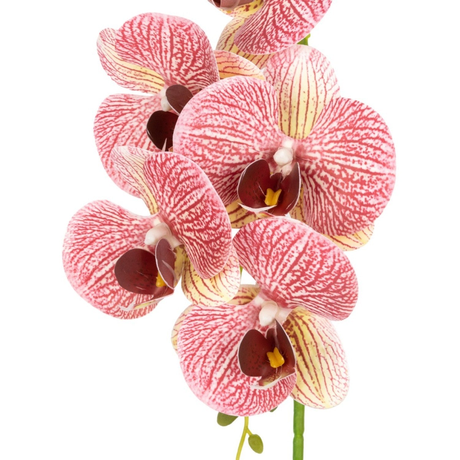 Orhidee cu aspect natural în ghiveci ceramic, 42 cm, diverse culori ❘ D68__