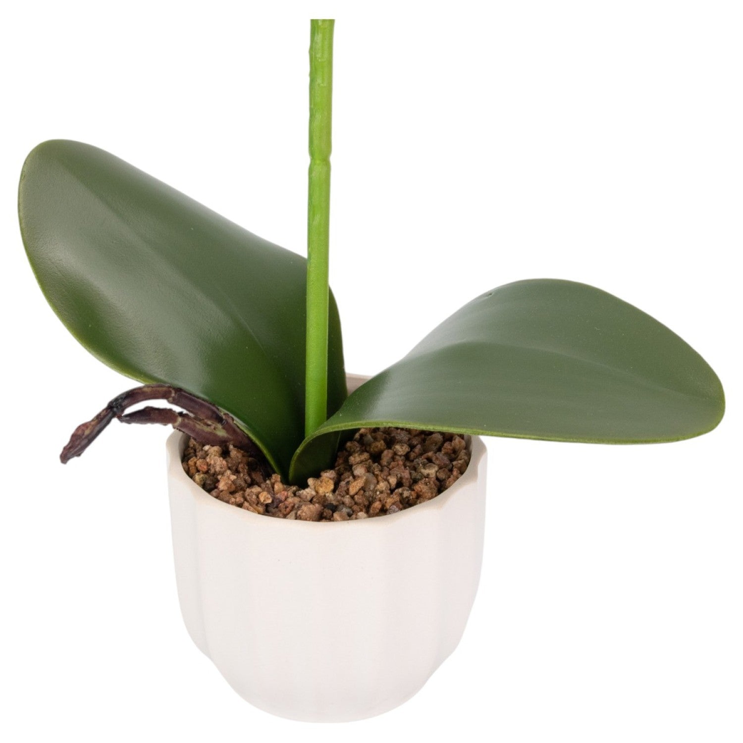 Orhidee cu aspect natural în ghiveci ceramic, 42 cm, diverse culori ❘ D68__