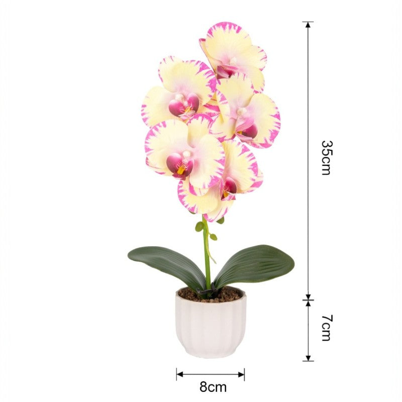 Pachet: 2 x Orhidee cu aspect natural în ghiveci ceramic, 42 cm, diverse culori ❘ D6881 / D6880 / D6879 / D6882