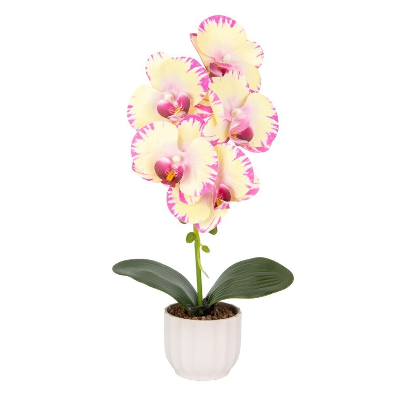 Pachet: 2 x Orhidee cu aspect natural în ghiveci ceramic, 42 cm, diverse culori ❘ D6881 / D6880 / D6879 / D6882