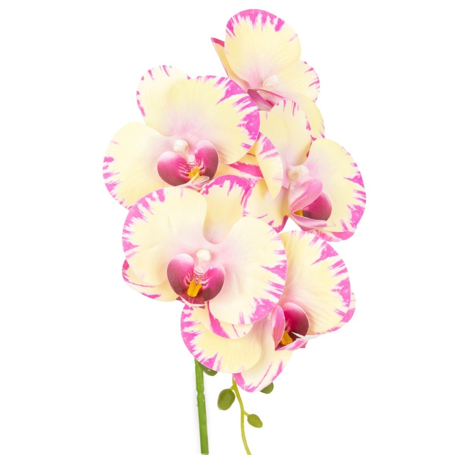 Orhidee cu aspect natural în ghiveci ceramic, 42 cm, diverse culori ❘ D68__