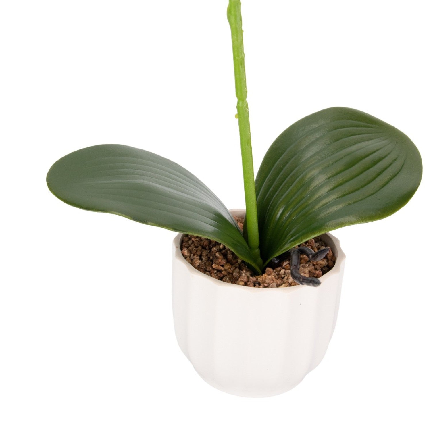 Orhidee cu aspect natural în ghiveci ceramic, 42 cm, diverse culori ❘ D68__