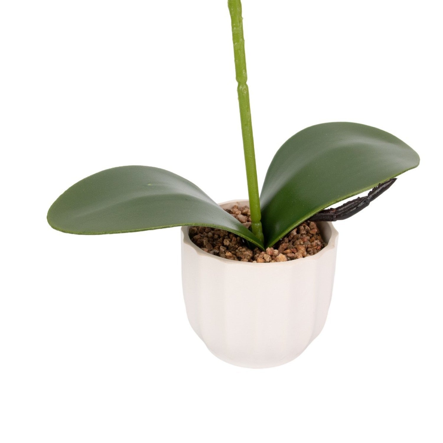 Orhidee cu aspect natural în ghiveci ceramic, 42 cm, diverse culori ❘ D68__