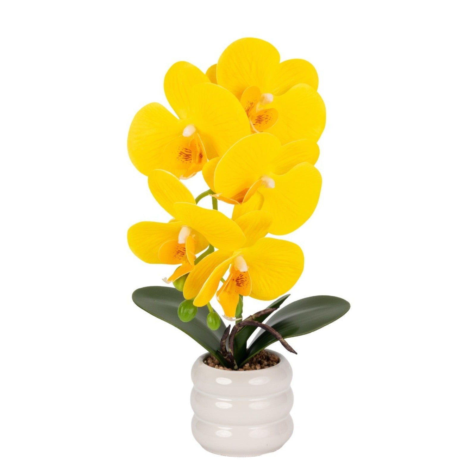 Orhidee - aspect natural în ghiveci ceramic, 40 cm, Galben |