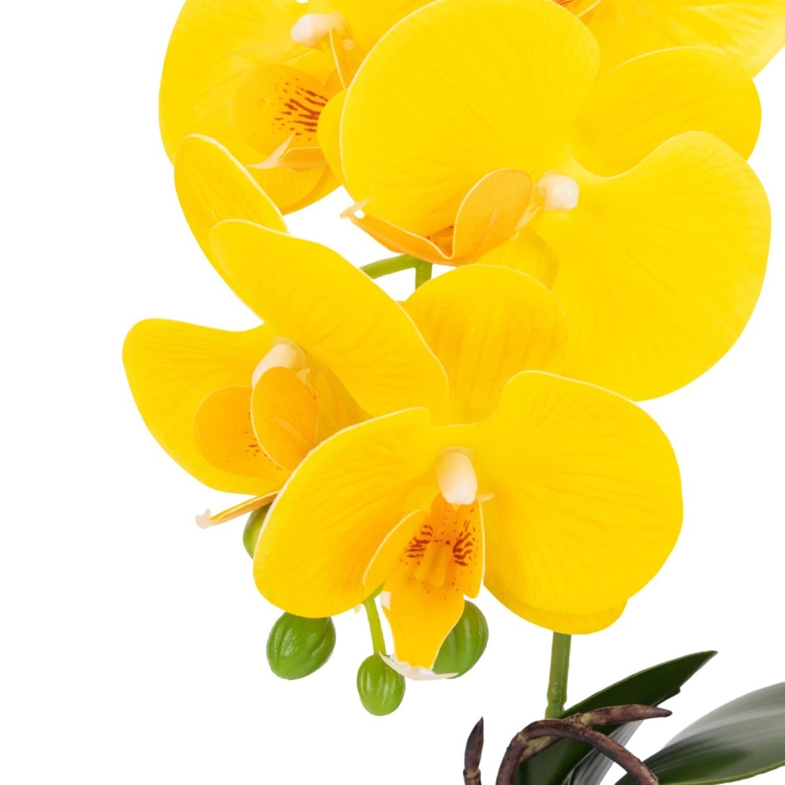 Orhidee - aspect natural în ghiveci ceramic, 40 cm, Galben |