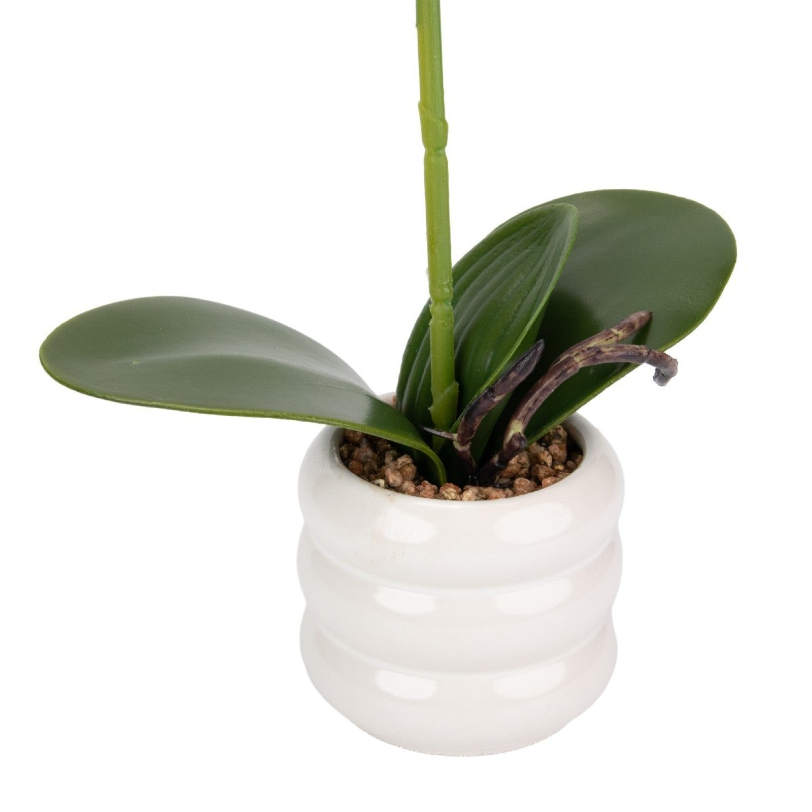 Orhidee - aspect natural în ghiveci ceramic, 40 cm, Galben |