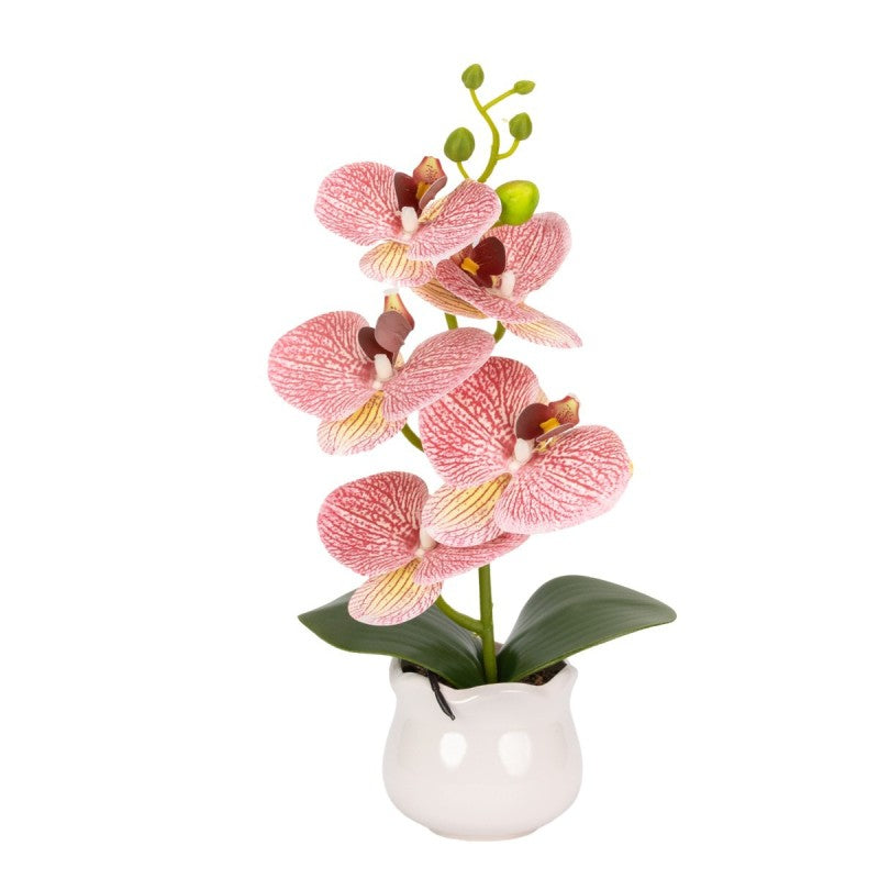 Pachet: 2 x Orhidee cu aspect natural în ghiveci ceramic, 49 cm, diverse culori ❘ D6894 / D6892 / D6891