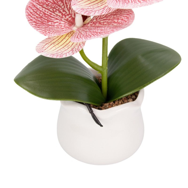 Pachet: 2 x Orhidee cu aspect natural în ghiveci ceramic, 49 cm, diverse culori ❘ D6894 / D6892 / D6891