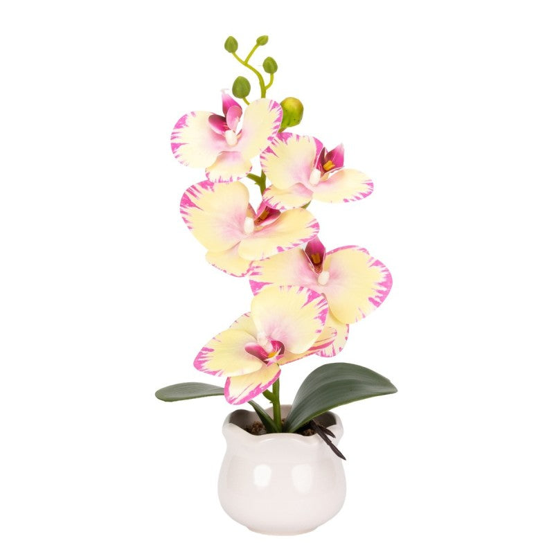 Pachet: 2 x Orhidee cu aspect natural în ghiveci ceramic, 49 cm, diverse culori ❘ D6894 / D6892 / D6891