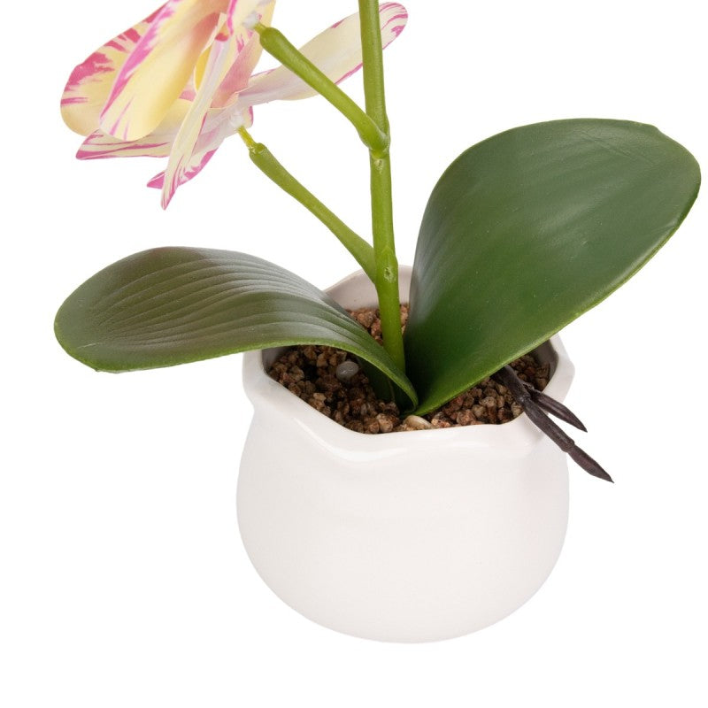 Pachet: 2 x Orhidee cu aspect natural în ghiveci ceramic, 49 cm, diverse culori ❘ D6894 / D6892 / D6891