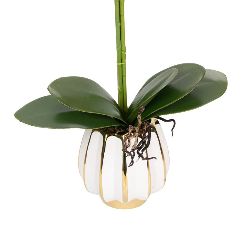 Orhidee cu Aspect Natural în Ghiveci Ceramic, 79 cm, Multiple Culori | D6899 / D6900 / D6901 / D6902