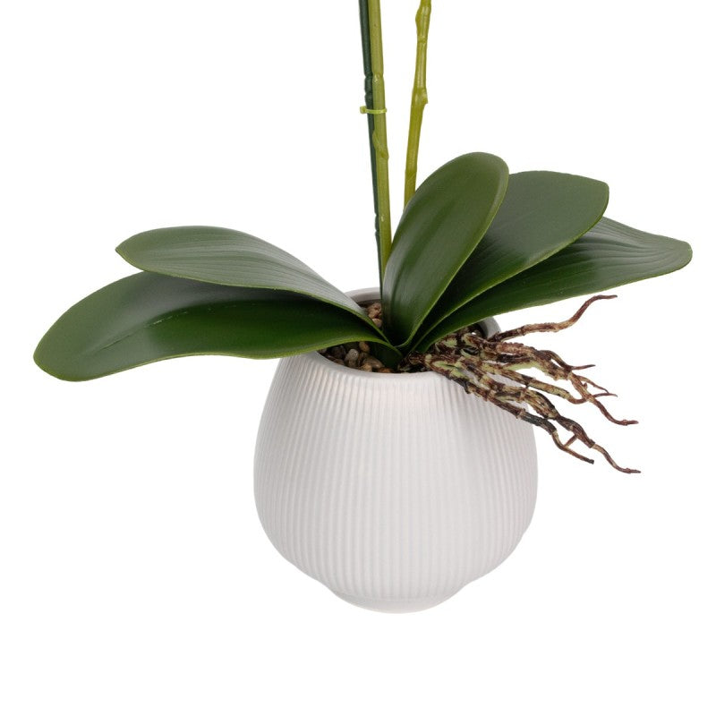 Orhidee cu Aspect Natural în Ghiveci Ceramic, 80 cm, Multiple Culori | D6903 / D6904 / D6905 / D6906