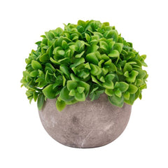 Crassula