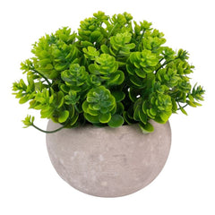 Kalanchoe
